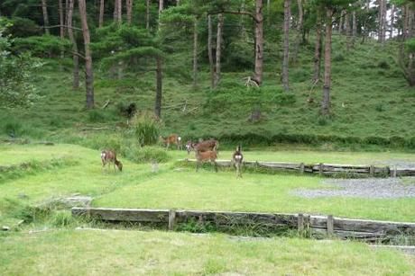 えびの高原キャンプ村に鹿がいる写真