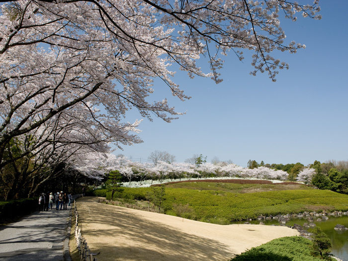 昭和の森バーベキュー場の桜が咲いた通路の写真
