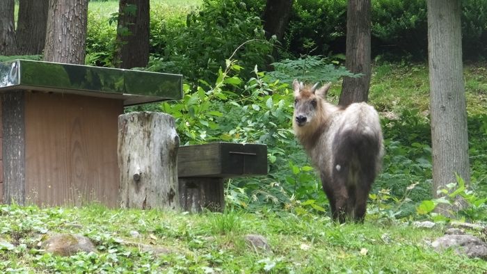 立山山麓家族旅行村にいる動物の写真