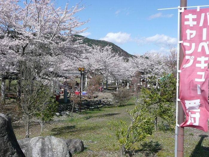 フレンドパークむかわの桜の様子