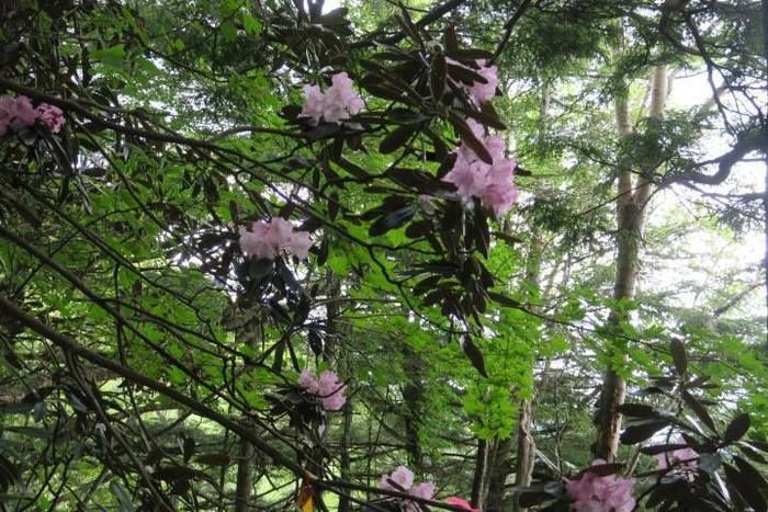 花が咲いている木の写真