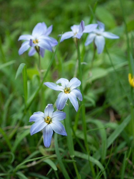 とちのき村の花の写真