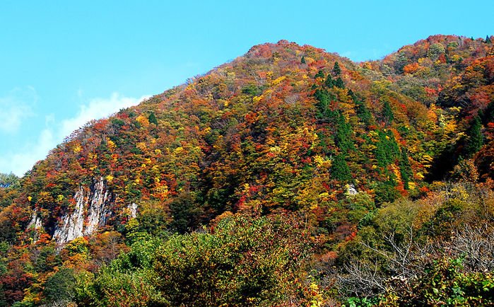 紅葉した山の写真