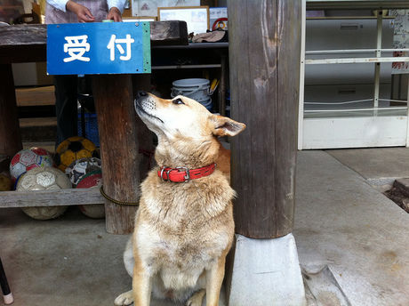 受付の前に座っている看板犬の写真