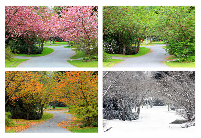 四季によって木の景色が移ろう写真