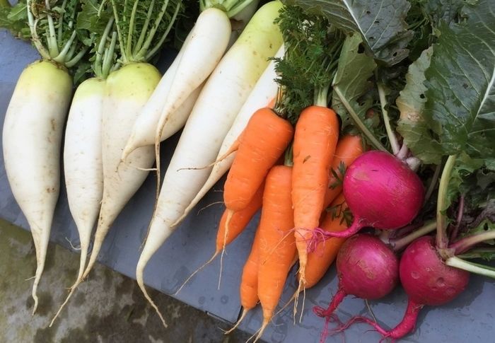 大根、人参等の野菜