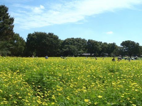 昭和記念公園の緑の草原の写真