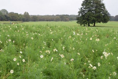 昭和記念公園の緑の草原の写真