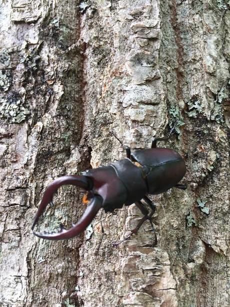 木に止まるクワガタ