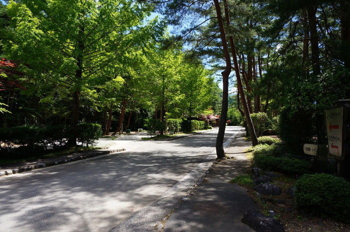 奥飛騨温泉郷の緑豊富な道の写真