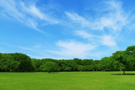 緑が綺麗な草原と青空の写真