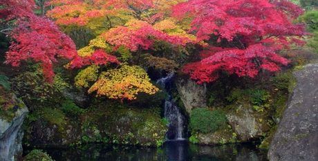 箱根美術館の紅葉した木々