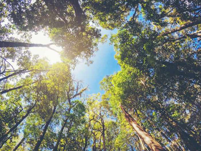 木の隙間から見える青空の写真