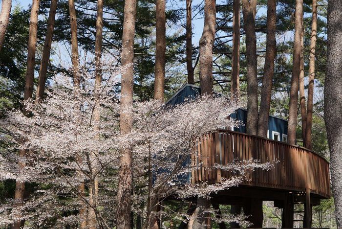 PICA富士吉田の桜の様子