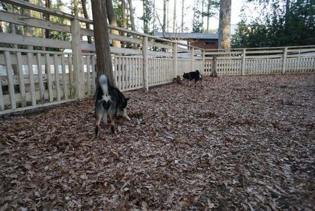 ドッグランで遊ぶ犬