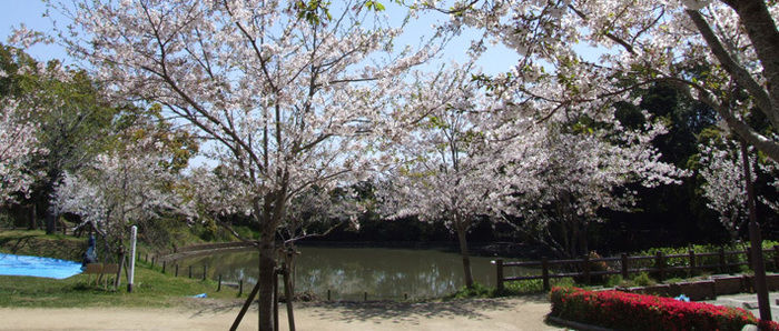 桜