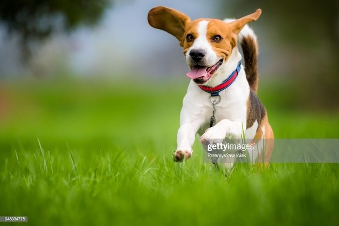 犬