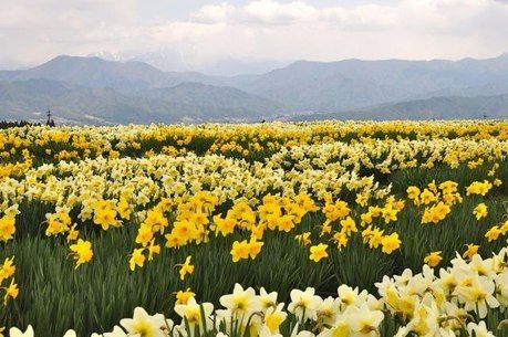 駒ヶ根キャンプセンターの花畑