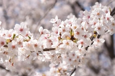 桜