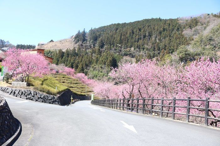 花桃