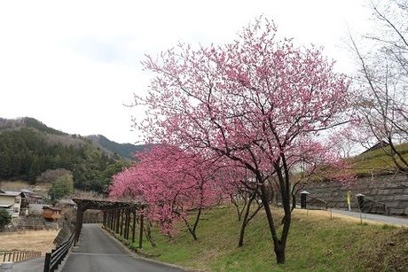 道沿いの花