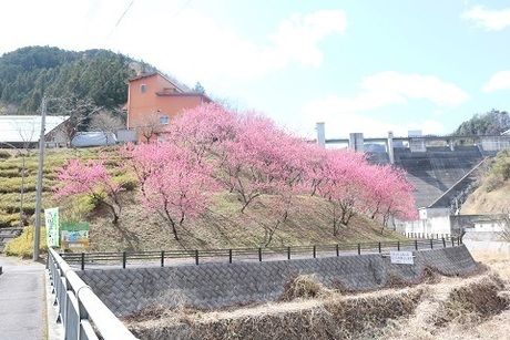 河原の花