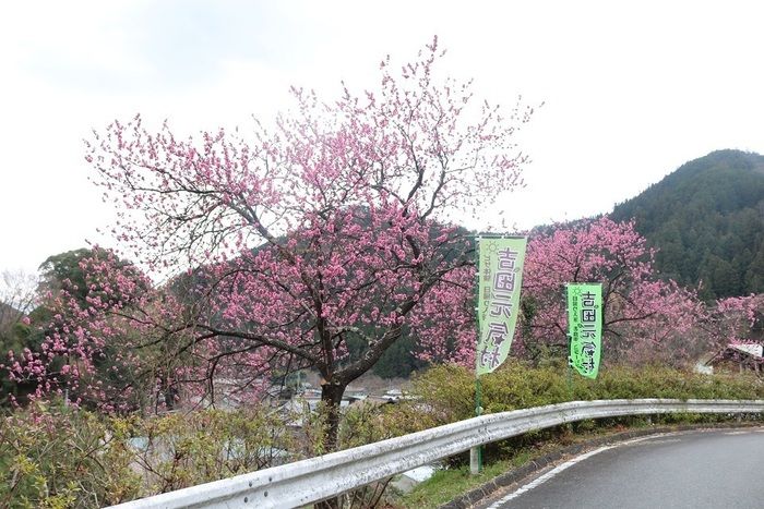 河原の花