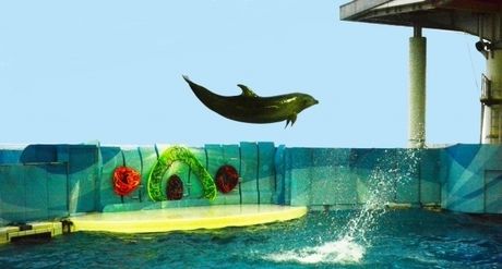 ジャンプするイルカ