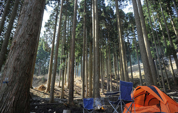 若杉高原おおやキャンプ場の林間風景