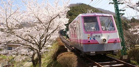 ケーブルカーと桜