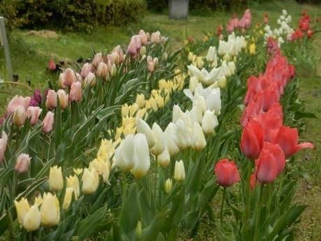水元公園内の花の写真