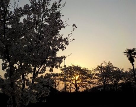 水元公園から見える夕焼けの写真