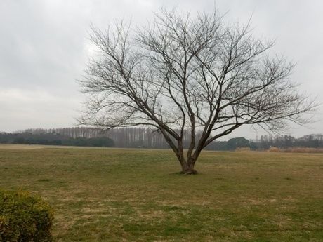 水元公園の広場に生えている一本の大きな木の写真
