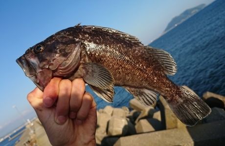 釣られた魚