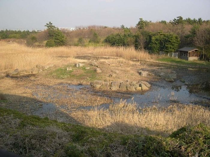 鳥類園の草原の写真