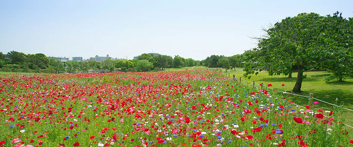 葛西臨海公園の花畑