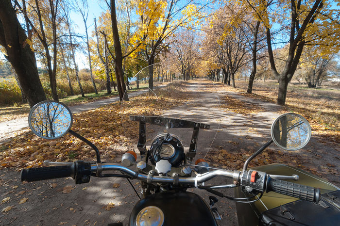 イチョウ並木をバイクに乗っている写真