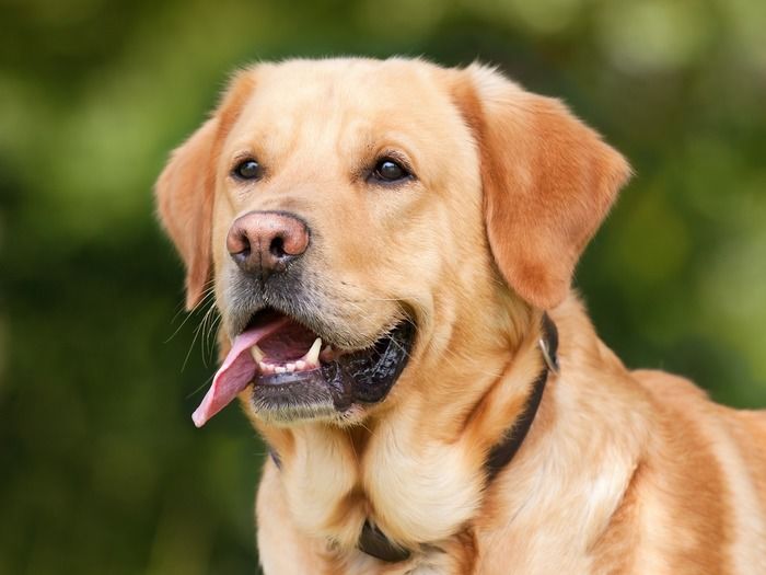 舌を出した犬