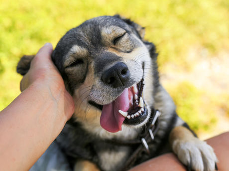 笑っている犬の写真