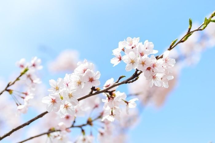 桜の花の写真