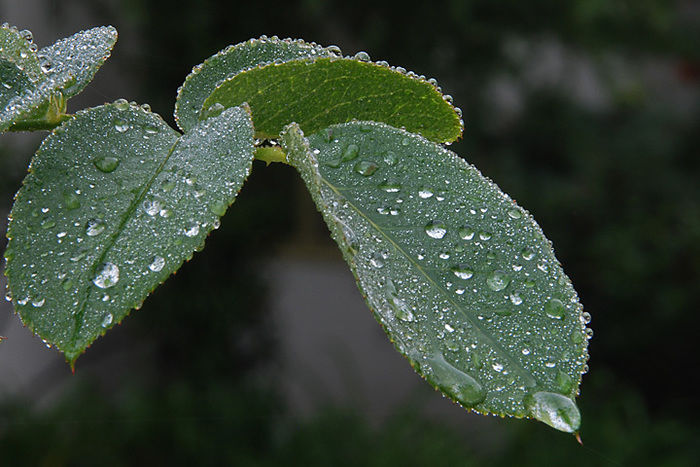 雨の降った葉っぱ