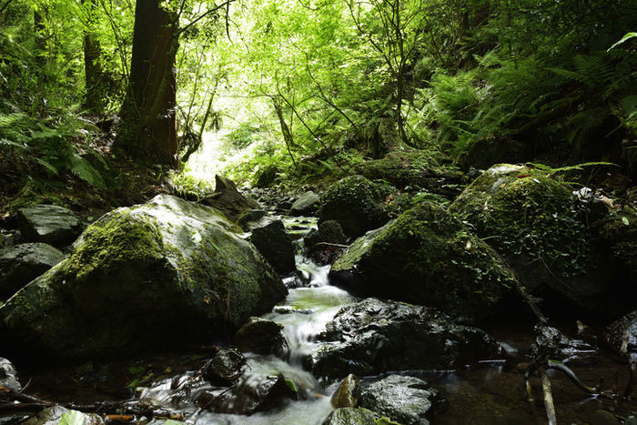 高尾山の小川