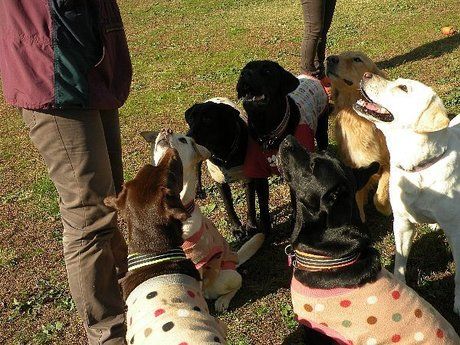 いなかの風キャンプ場で遊ぶ犬