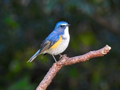 枝に止まっている鳥の写真