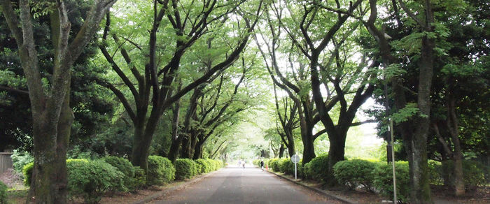 小金井公園の並木道の様子