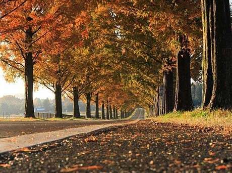 紅葉した並木道