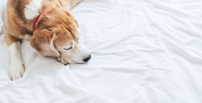 ベットで寝ている犬