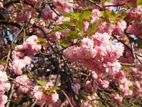 新宿御苑の桜