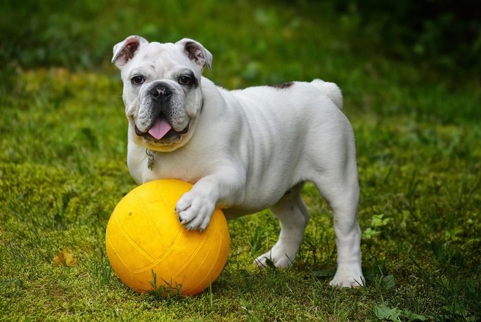 犬がゴールで遊んでいる様子