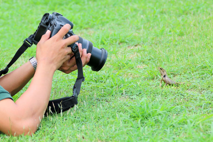 カメラでトカゲの写真をとっている人の写真